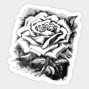 Rose Flower Black and White Illustration Sticker